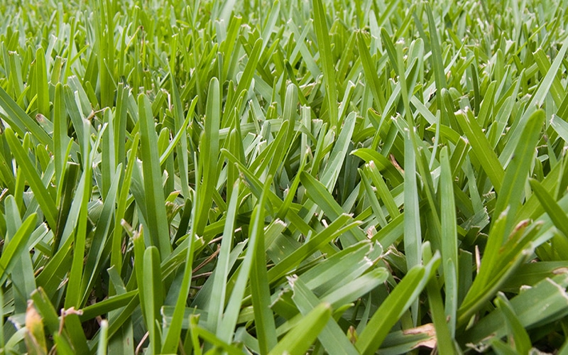 green grass